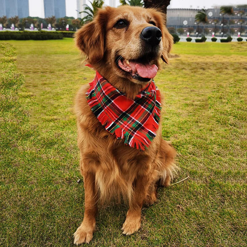 Best Friend's Scarf